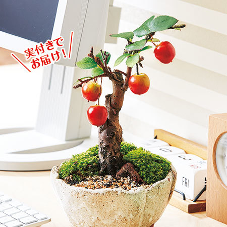 盆栽　３点セット　６月中旬より順次お届け