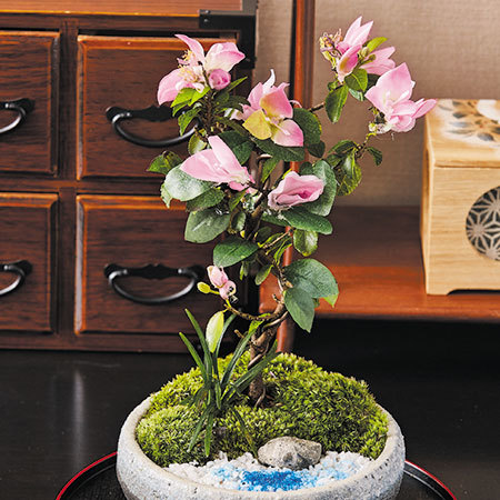 盆栽　３点セット　６月中旬より順次お届け