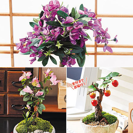 盆栽　３点セット　６月中旬より順次お届け