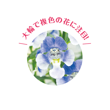 アンゲロニアエンジェルフェイス ６月下旬より順次お届け 食品通販のベルーナグルメ 公式