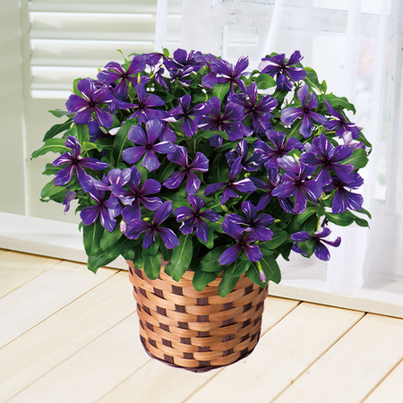 ビンカ 流星 ７月中旬より順次お届け 食品通販のベルーナグルメ 公式