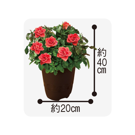 ≪早割☆1，200円お得≫ミニバラ3点セット 6月中旬より順次お