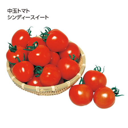 夏の家庭菜園セット　７月下旬より順次お届け