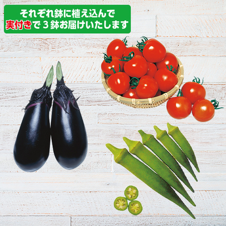 夏の家庭菜園セット　７月下旬より順次お届け