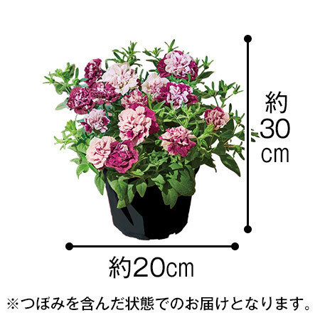 【遅れてごめんね母の日】ペチュニア花舞姫（はなまいひめ）５号と文明堂どらやきセット　７日前後お届け