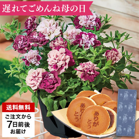 【遅れてごめんね母の日】ペチュニア花舞姫（はなまいひめ）５号と文明堂どらやきセット　７日前後お届け