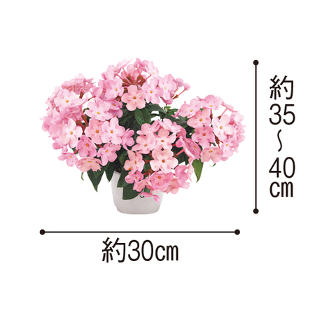 におい桜 ルクリア ココ １０月中旬より順次お届け 食品通販のベルーナグルメ 公式