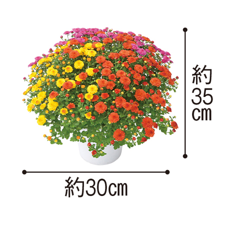 早割 ５００円引き ガーデンマムジジシリーズ ３色ミックス １０月中旬より順次お届け 食品通販のベルーナグルメ 公式