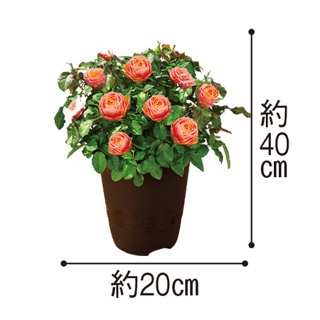 ミニバラ　ローズフォーエバー３点セット　１０月中旬より順次お届け