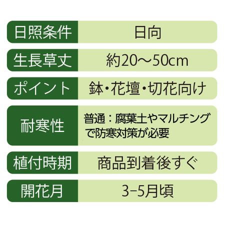 八重咲きフリージア３種コレクション　１０月上旬より順次お届け