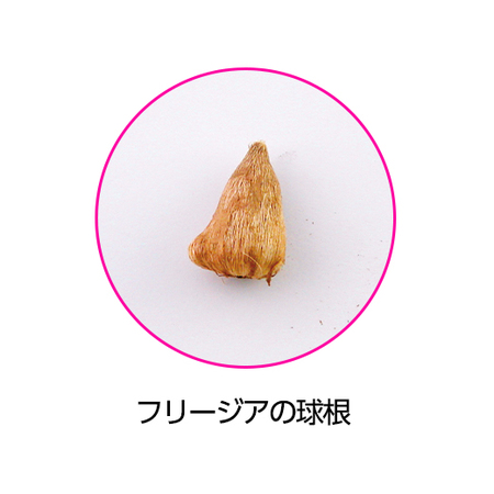 八重咲きフリージア３種コレクション　１０月上旬より順次お届け