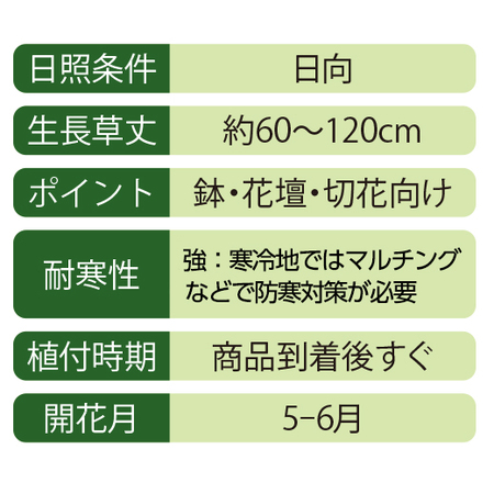 ≪早割★３００円引き≫オランダ芍薬３種コレクション　１０月上旬より順次お届け