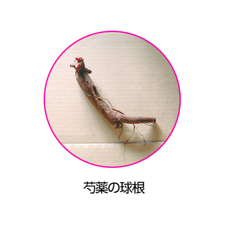 ≪早割★３００円引き≫オランダ芍薬３種コレクション　１０月上旬より順次お届け