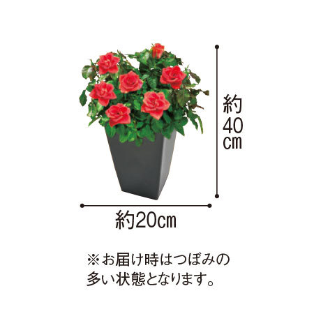 ≪送料無料★プレゼント付≫ミニバラローズフォーエバーダークサンレモ　　１１月中旬より順次