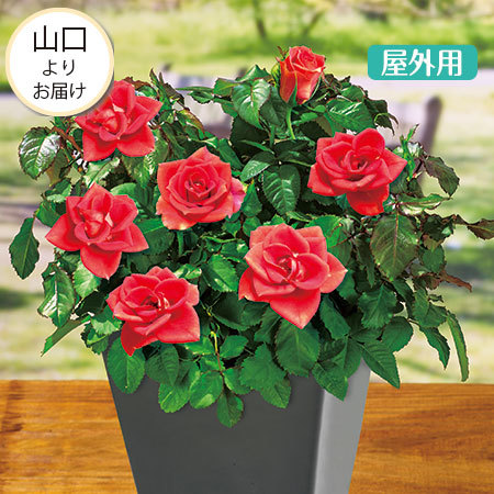 ≪送料無料★プレゼント付≫ミニバラローズフォーエバーダークサンレモ　　１１月中旬より順次