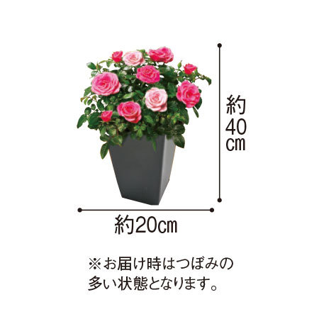 ≪送料無料★プレゼント付≫ミニバラ　ローズフォーエバー３点セット　１１月中旬より順次