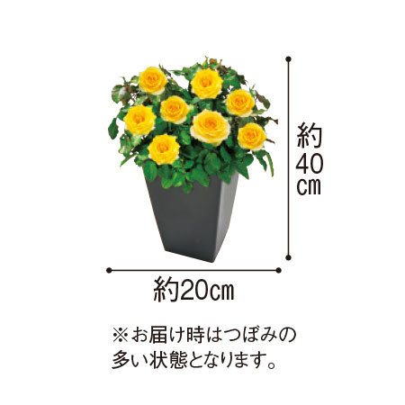 ≪送料無料★プレゼント付≫ミニバラ　ローズフォーエバー３点セット　１１月中旬より順次