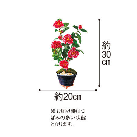 ≪送料無料☆プレゼント付≫四季を感じる！盆栽3点セット 11月下旬