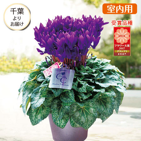 シクラメン 瑠璃玉 daiei カゴ入り 送料無料 青 ブルー 紫 6号 鉢花 ギフト お歳暮 いい夫婦の日 プレゼント 香 クリスマス 誕生日 結婚記念日 花ギフト シクラメン 胡蝶 こちょう Ｄａｉｅｉ 花園 カゴ入り 送料