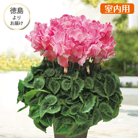 ≪送料無料☆プレゼント付≫シクラメン「ミルキーガール」12月上旬