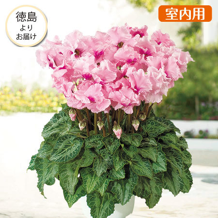 シクラメン 3個セット ≪送料無料☆プレゼント付≫冬の定番！シクラメン3点セット 12月