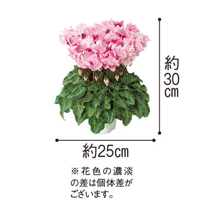 ≪送料無料☆プレゼント付≫冬の定番！シクラメン3点セット 12月