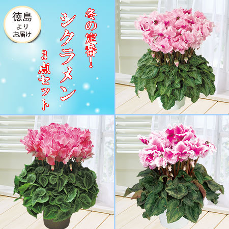 ≪送料無料☆プレゼント付≫冬の定番！シクラメン3点セット 12月