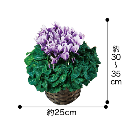 ≪早期割引☆プレゼント付！≫北島さんのシクラメン「そら」 12月