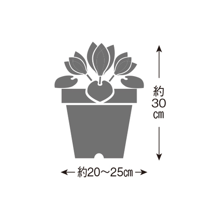 ≪早割★プレゼント付≫登坂さんシクラメン「ハリオス・カーリーマゼンダウィズエッジ」１２月中旬―下旬