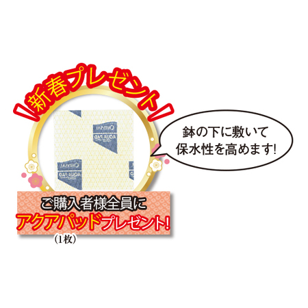 ≪早割★プレゼント付≫登坂さんシクラメン「ハリオス・カーリーマゼンダウィズエッジ」１２月中旬―下旬