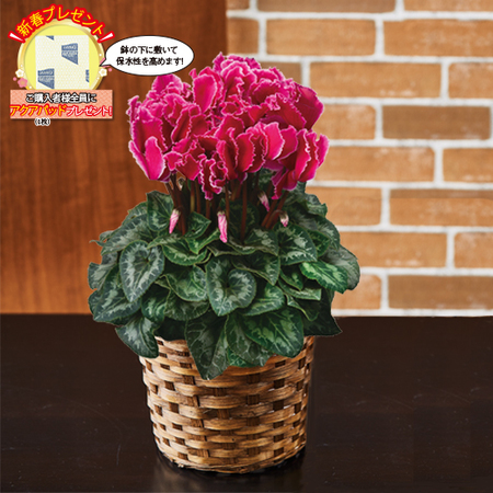 ≪早割★プレゼント付≫登坂さんシクラメン「ハリオス・カーリーマゼンダウィズエッジ」１２月中旬―下旬