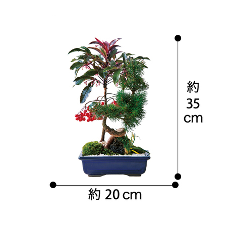 早期割引 プレゼント付 ひねり五葉松と万両盆栽 １２月中旬 下旬 食品通販のベルーナグルメ 公式