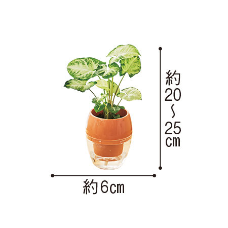 ≪送料無料≫みずてまりん１個「シンゴニウム」　３月下旬より順次お届け