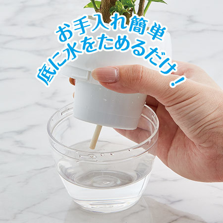 ≪送料無料≫みずてまりん１個「シンゴニウム」　３月下旬より順次お届け