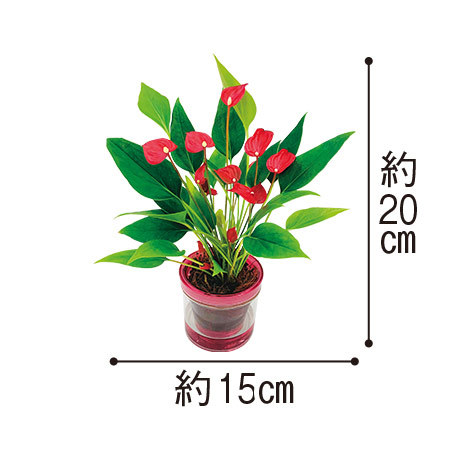 ≪送料無料≫アンスリウム（アクアポット付き）　３月下旬より順次お届け