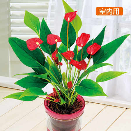 ≪送料無料≫アンスリウム（アクアポット付き）　３月下旬より順次お届け