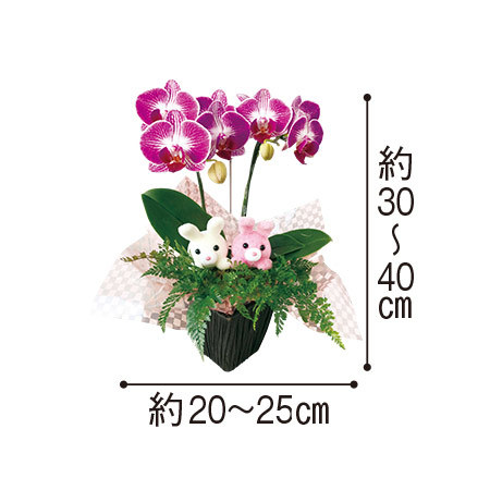 ≪送料無料≫胡蝶蘭「ウサギさんバスケット」　３月下旬より順次お届け