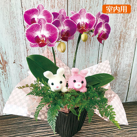 ≪送料無料≫胡蝶蘭「ウサギさんバスケット」　３月下旬より順次お届け