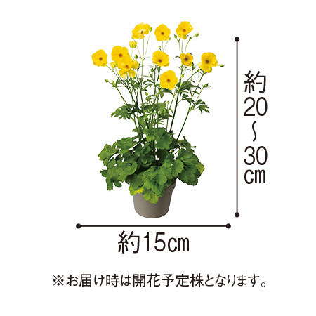 予約品 ラナンキュラスラックス　アルテミス テセウス 同梱 ≪送料無料≫ラナンキュラス ラックス「アルテミス」 2月下旬より順次