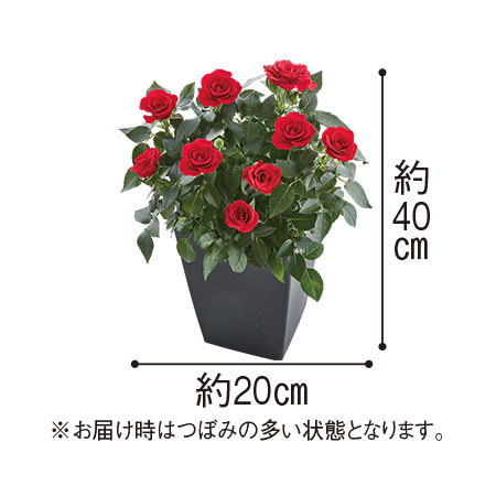 ≪送料無料≫ミニバラ　ローズフォーエバー「マーチ」　３月中旬より順次お届け