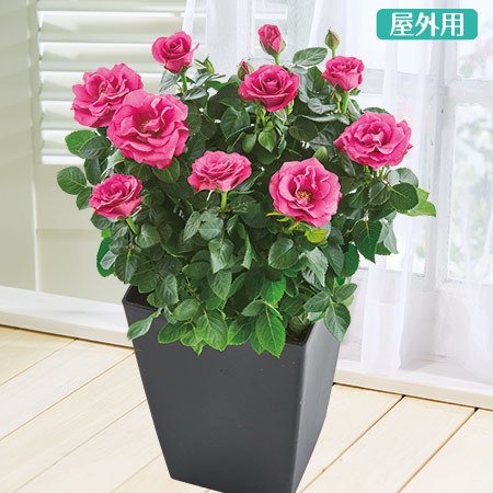 ≪送料無料≫ミニバラ　ローズフォーエバー３点セット　３月中旬より順次お届け