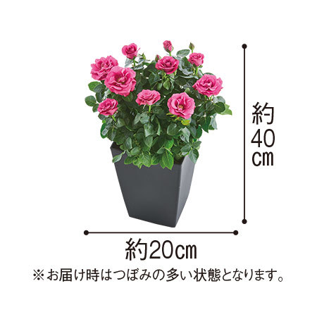 ≪送料無料≫ミニバラ　ローズフォーエバー３点セット　３月中旬より順次お届け