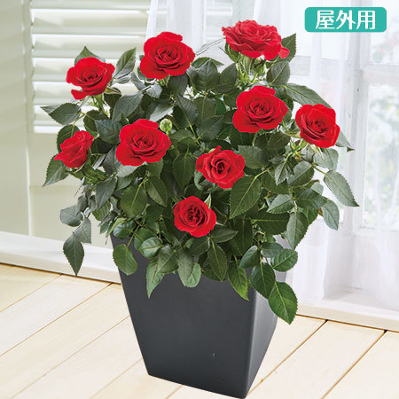 ≪送料無料≫ミニバラ　ローズフォーエバー３点セット　３月中旬より順次お届け