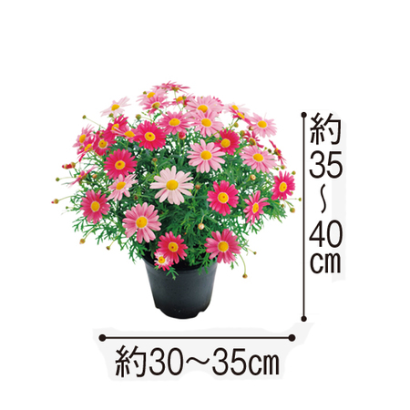 ≪送料無料！≫マーガレット　ストロベリーホイップ　４月上旬より順次お届け