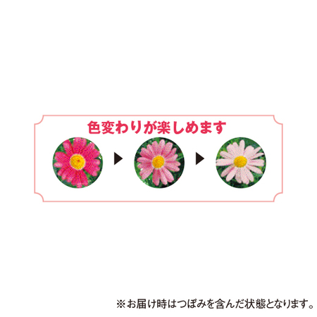 ≪送料無料！≫マーガレット　ストロベリーホイップ　４月上旬より順次お届け
