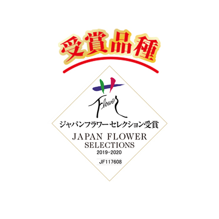 ≪送料無料！≫マーガレット　ストロベリーホイップ　４月上旬より順次お届け