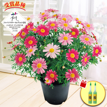 ≪送料無料！≫マーガレット　ストロベリーホイップ　４月上旬より順次お届け