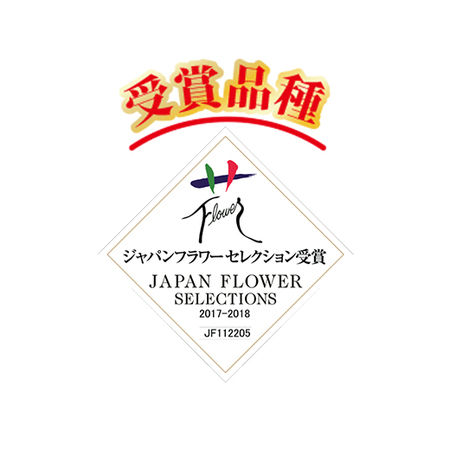 ≪送料無料！≫ペチュニア「花衣　黒真珠」　４月中旬より順次お届け