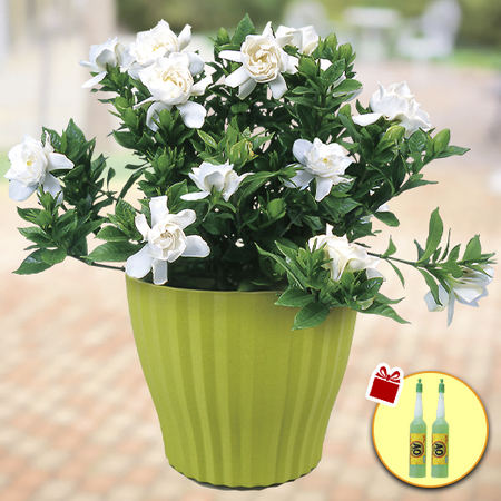 ≪送料無料！≫香るガーデニア（くちなし）　５月中旬より順次お届け