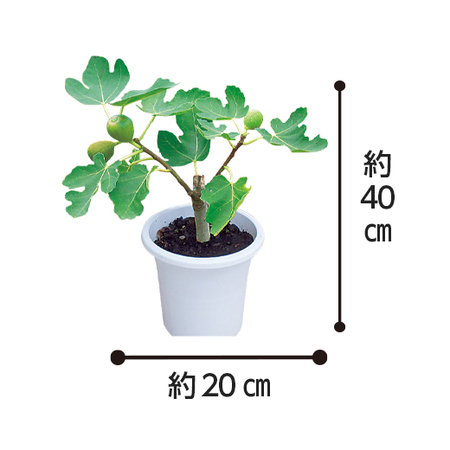 ≪送料無料！≫実付きイチジク　５月下旬より順次お届け